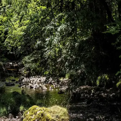 Rivière en forêt ombragée